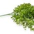 Kép 2/4 - Mű zöld lophomyrtus bullata csokor 5 szál 36 cm - világoszöld közeli