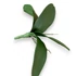 Kép 3/4 - Mű orchidea levél közepes bevonatos 22,5 cm - sötétzöld oldalt
