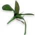 Kép 4/4 - Mű orchidea levél közepes bevonatos 22,5 cm - sötétzöld hátul