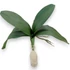 Kép 2/4 - Mű orchidea levél közepes bevonatos 22,5 cm - sötétzöld álló