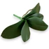 Kép 1/4 - Mű orchidea levél kicsi bevonatos 22 cm - sötétzöld ferde