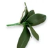 Kép 3/4 - Mű orchidea levél kicsi bevonatos 22 cm - sötétzöld oldalt