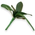 Kép 4/4 - Mű orchidea levél kicsi bevonatos 22 cm - sötétzöld hátul