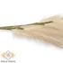 Kép 2/2 - Mű pampafű szár 119 cm - krém álló