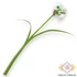 Kép 4/4 - Mű narcissus dubius szál selyem 41 cm - fehér hátul