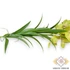 Kép 2/3 - Mű cymbidium szál levelekkel selyem 110 cm - zöld közeli