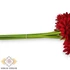 Kép 2/4 - Mű gerbera köteg 6 szál selyem 50 cm - piros közeli
