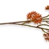Kép 2/3 - Mű zöld thapsia tenuifolia szál 69 cm - narancs közeli