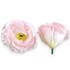 Kép 1/2 - Mű eustoma fej selyem 7 cm 24 db - babarózsaszín szemből