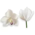 Kép 1/4 - Mű cymbidium fejek tálcán 30 db polifoam 10 cm - krémfehér darab