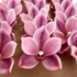 Kép 2/4 - Mű cymbidium fejek tálcán 30 db polifoam 10 cm - rózsaszín-bíbor szemből