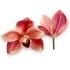 Kép 1/4 - Mű cymbidium fejek tálcán 30 db polifoam 10 cm - piros-sárga darab
