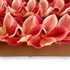 Kép 4/4 - Mű cymbidium fejek tálcán 30 db polifoam 10 cm - piros-sárga közeli