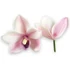 Kép 1/4 - Mű cymbidium fejek tálcán 30 db polifoam 10 cm - rózsaszín cirmos darab