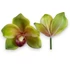 Kép 1/4 - Mű cymbidium fejek tálcán 30 db polifoam 10 cm - zöld darab
