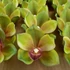 Kép 2/4 - Mű cymbidium fejek tálcán 30 db polifoam 10 cm - zöld szemből
