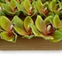 Kép 4/4 - Mű cymbidium fejek tálcán 30 db polifoam 10 cm - zöld közeli