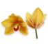 Kép 1/4 - Mű cymbidium fejek tálcán 30 db polifoam 10 cm - sárga darab
