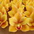 Kép 2/4 - Mű cymbidium fejek tálcán 30 db polifoam 10 cm - sárga szemből