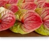 Kép 4/4 - Mű flamingó fejek tálcán 20 db bevonatos 13 cm - pink-zöld közeli
