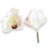 Kép 1/3 - Mű cymbidium fejek tálcán 40 db szatén 12 cm - fehér darab