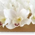 Kép 3/3 - Mű cymbidium fejek tálcán 40 db szatén 12 cm - fehér közeli