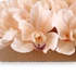 Kép 3/3 - Mű cymbidium fejek tálcán 40 db szatén 12 cm - halványbarack közeli