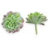 Kép 3/4 - Mű mini aeonium tabuliforme csomag 12 db gumi 7 cm - hamvas szemből