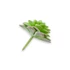Kép 4/4 - Mű mini aeonium tabuliforme csomag 12 db gumi 7 cm - hamvas hátul
