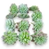 Kép 1/4 - Mű mini aeonium tabuliforme csomag 12 db gumi 7 cm - hamvas mind