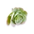 Kép 3/4 - Mű echeveria pallida szál gumi 13 cm - hamvas ferde