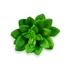 Kép 1/4 - Mű sedum palmeri szál gumi 13 cm - zöld szemből