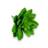 Kép 3/4 - Mű sedum palmeri szál gumi 13 cm - zöld ferde