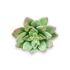 Kép 1/4 - Mű sedum palmeri szál gumi 13 cm - hamvas szemből