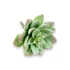 Kép 3/4 - Mű sedum palmeri szál gumi 13 cm - hamvas ferde