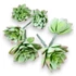 Kép 1/4 - Mű sedum palmeri csomag gumi 13 cm - hamvas mind