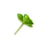 Kép 4/4 - Mű mini sedum kimnachii szál gumi 7 cm - zöld hátul
