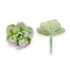 Kép 1/4 - Mű mini sedum kimnachii szál gumi 7 cm - hamvas szemből