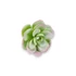Kép 3/4 - Mű mini sedum kimnachii szál gumi 7 cm - hamvas ferde