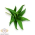 Kép 2/4 - Mű mini aloe vera csomag gumi 12 db 10 cm - zöld ferde