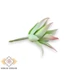 Kép 3/4 - Mű mini aloe vera csomag gumi 12 db 10 cm - világoszöld oldalt
