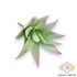 Kép 2/4 - Mű mini aloe vera csomag gumi 12 db 10 cm - világoszöld ferde