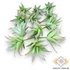 Kép 1/4 - Mű mini aloe vera csomag gumi 12 db 10 cm - világoszöld mind