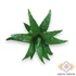 Kép 1/4 - Mű mini aloe vera gumi 10 cm - zöld pöttyös szemből