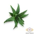 Kép 2/4 - Mű mini aloe vera csomag gumi 12 db 10 cm - zöld pöttyös ferde