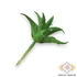Kép 4/4 - Mű mini aloe vera csomag gumi 12 db 10 cm - zöld pöttyös hátul