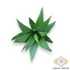 Kép 1/4 - Mű mini aloe vera gumi 10 cm - hamvas szemből