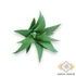 Kép 3/4 - Mű mini aloe vera gumi 10 cm - hamvas ferde