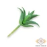Kép 4/4 - Mű mini aloe vera gumi 10 cm - hamvas hátul