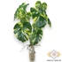 Kép 4/4 - Mű betűzhető monstera bevonatos 9 szál 34 cm - zöld-sárga álló